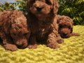 Orijinal Toy Poodle Yavruları Sağlıklı, Sevimli ve Kalite 