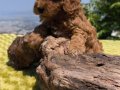 Orijinal Toy Poodle Yavruları Sağlıklı, Sevimli ve Kalite 