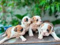 Kaliteli İngiliz Bulldog Yavruları – Sağlıklı ve Irk Özellik