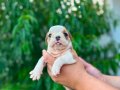 Kaliteli İngiliz Bulldog Yavruları – Sağlıklı ve Irk Özellik