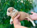 Kaliteli İngiliz Bulldog Yavruları – Sağlıklı ve Irk Özellik