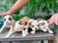 Kaliteli İngiliz Bulldog Yavruları – Sağlıklı ve Irk Özellik