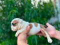 Kaliteli İngiliz Bulldog Yavruları – Sağlıklı ve Irk Özellik
