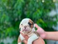 Kaliteli İngiliz Bulldog Yavruları – Sağlıklı ve Irk Özellik