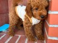 Kıvır kıvır üst kalite poodle yavrularım
