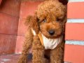 Kıvır kıvır üst kalite poodle yavrularım