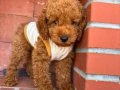 Kıvır kıvır üst kalite poodle yavrularım