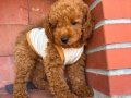 Kıvır kıvır üst kalite poodle yavrularım