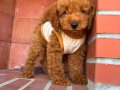 Kıvır kıvır üst kalite poodle yavrularım