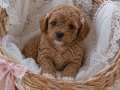 Üst kalite oyuncak tip maltipoo bebeklerim