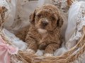 Üst kalite oyuncak tip maltipoo bebeklerim