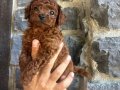 Şirin mi şirin poodle yavrularımız
