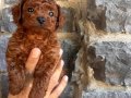 Şirin mi şirin poodle yavrularımız
