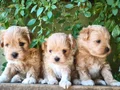 Minyatür şahane anne babadan maltipoo bebekler