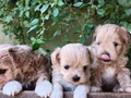 Minyatür şahane anne babadan maltipoo bebekler