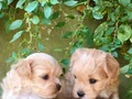 Minyatür şahane anne babadan maltipoo bebekler