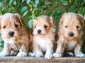 Minyatür şahane anne babadan maltipoo bebekler