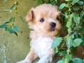 Minyatür şahane anne babadan maltipoo bebekler