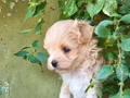 Minyatür şahane anne babadan maltipoo bebekler