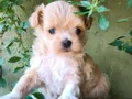 Minyatür şahane anne babadan maltipoo bebekler