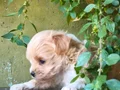Minyatür şahane anne babadan maltipoo bebekler