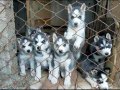 Muhteşem kalite husky bebekler