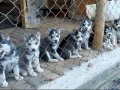 Muhteşem kalite husky bebekler