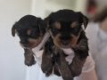 Yorkshire Terrier Minik ve Sevimli Yavrular – Sağlıklı & Sos