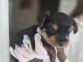 Yorkshire Terrier Minik ve Sevimli Yavrular – Sağlıklı & Sos