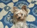 Yorkshire Terrier Minik ve Sevimli Yavrular – Sağlıklı & Sos