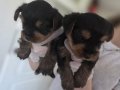 Yorkshire Terrier Minik ve Sevimli Yavrular – Sağlıklı & Sos