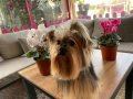 Yorkshire Terrier Minik ve Sevimli Yavrular – Sağlıklı & Sos