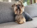 Yorkshire Terrier Minik ve Sevimli Yavrular – Sağlıklı & Sos