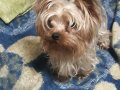 Yorkshire Terrier Minik ve Sevimli Yavrular – Sağlıklı & Sos