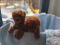 Ev üretimi sağlık garantili poodle bebeklerim