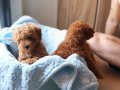 Ev üretimi sağlık garantili poodle bebeklerim