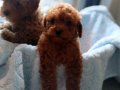 Ev üretimi sağlık garantili poodle bebeklerim