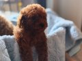 Ev üretimi sağlık garantili poodle bebeklerim