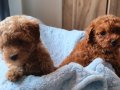 Ev üretimi sağlık garantili poodle bebeklerim
