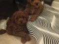 Ev üretimi sağlık garantili poodle bebeklerim