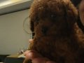 Ev üretimi sağlık garantili poodle bebeklerim