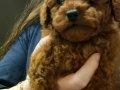 Ev üretimi sağlık garantili poodle bebeklerim