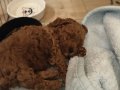 Ev üretimi sağlık garantili poodle bebeklerim