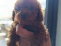 Ev üretimi sağlık garantili poodle bebeklerim