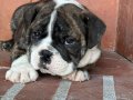 A kalite İngiliz bulldog bebek