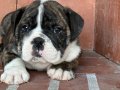 A kalite İngiliz bulldog bebek