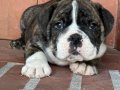 A kalite İngiliz bulldog bebek