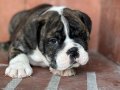 A kalite İngiliz bulldog bebek