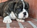 A kalite İngiliz bulldog bebek
