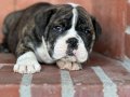 A kalite İngiliz bulldog bebek